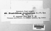 Penicillium crustaceum image